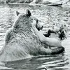 Ed the "BearMan" LaBarre - @ed.the.bearman.la - TikTok