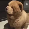 Ed SS - @edlink - TikTok
