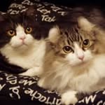Ed Mak - @ed.mak - Instagram