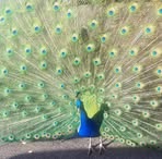 Ed Meisner - Facebook