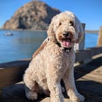ed Milstein - @eddiezipp - Instagram