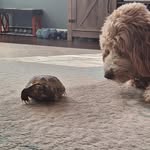 Eddie molitor - @chicken_nugets7 - Instagram