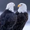 🦅 - @ednest898 - TikTok