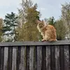 Ben - @valluednull - TikTok