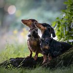 Stefan Van Berlo - @odette_en_tillie_de_teckels - Instagram
