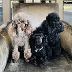 Orloff Jewelers - @pawlishedpoodlesoforloff - Instagram