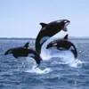 Ed Pena - @ed.pena5 - TikTok