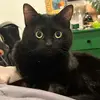 ozzie - @pickeledfishlips - TikTok