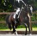 Ed Chanin Para-Dressage Rider - Facebook