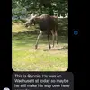 Ed Sheehan - @nehhorseshit - TikTok