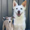 Cedarandsprinkle - @cedarandsprinkle - TikTok