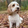 Winnie the Bish - @cavapoonamedwinston - TikTok