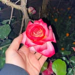 🌺 - @eda_ozay_eda - Instagram