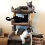 Schmidty, Edamame & Lil Deeds - @schmidtten_with_edamame - Instagram