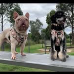 Eddie.noodlenose&Bailey.boodog+Remi.slothbear - @eddiepoodle_and_baileybulldog - Instagram