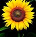 Edda Rodriguez - Facebook