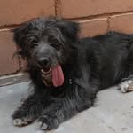 Eddie - @eddie_the_dog_armenta - Instagram