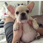 eddie asher - @eddiebulldog30 - Instagram