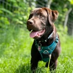 Eddie_ChocoLabbi - @eddie_aus_dem_fuchsbau - Instagram