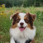 Eddie der Aussie 🐶 - @eddie_aussie007 - Instagram