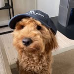Eddie🧸 - @eddie.australiancobberdog - Instagram