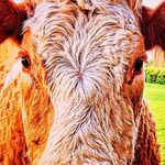 Eddie Battle - @townie_gone_country - Instagram