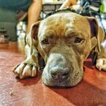 Eddie Brock Bentley - @eddie_brock_pitty - Instagram