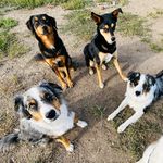 Lola, Eddie, Evie & Bentley - @the_florencefour - Instagram