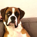 Eddie - @boxer_eddie_in_berlin - Instagram