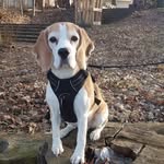 Eddie The Beagle - @eddiethebeagle_berlin - Instagram