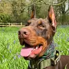 EddietheDobermann - @eddiethedobermann - TikTok