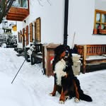 Berner Sennen Eddie - @bernersennen_eddie - Instagram
