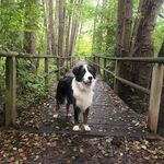 Eddie ♥️ & Frauchen 💁🏽‍♀️ - @eddie_berneraussie - Instagram