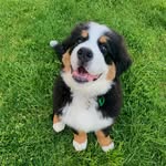 Eddie - @eddietheberner - Instagram