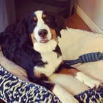 Eddie Steele - @eddie_the_berner - Instagram
