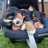 Eddie the Berner - @eddie.the.berner - TikTok