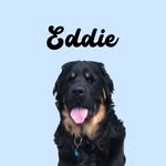 Eddie The Golden Berner - @eddie_bear0348 - Instagram