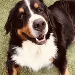 my_berner_eddie - @my_berner_eddie - Instagram