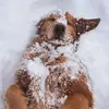 ₊ 🧣⊹ 🦌ೀ 𝐄𝐃𝐃𝐈𝐄༄❄️ - @eddieblizardz - TikTok