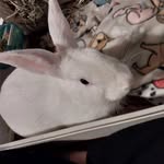 Eddie Bock - @lhamovpannas - Instagram