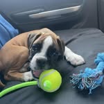 @eddie.boxer - Instagram