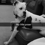 Eddie the Boxer - @eddie_boxer_of_insta - Instagram