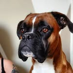 EDDIE THE BOXER ⭐ - @the.boxer.eddie - Instagram