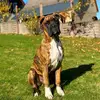 PawfectDuo - @eddieboxerdog - TikTok