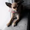 Emma@chipie - @eddybrazier - TikTok