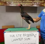 Edy Breeding - Facebook