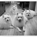 Bronson_Sophie_Lulu_Eddie - @bronson_sophie_lulu_eddie - Instagram