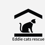 Eddie  cats rescue - @eddie_cats_rescue - Instagram
