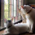 Turkish_Angora - @eddie__callie - Instagram