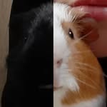 Eddie|Charles - @justguineapig - Instagram